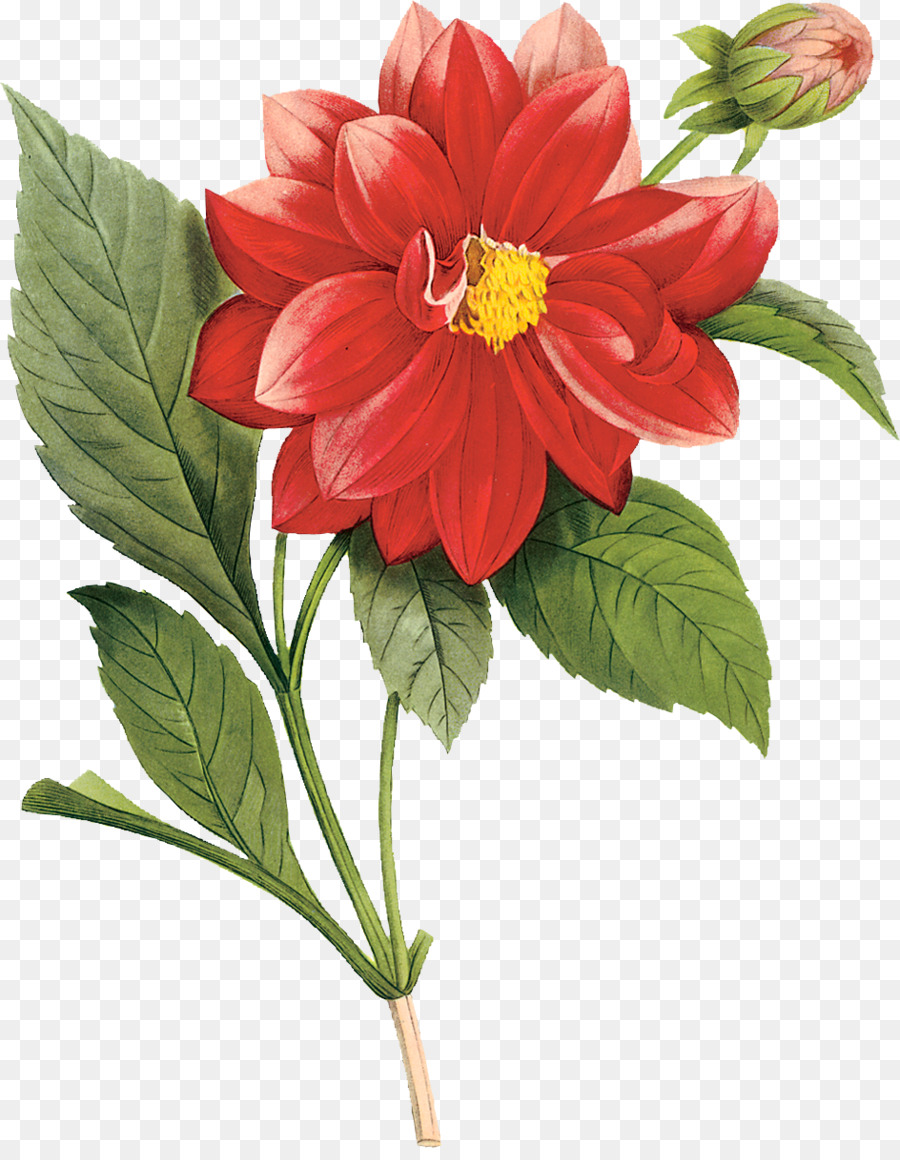 Flor Vermelha，Florescer PNG