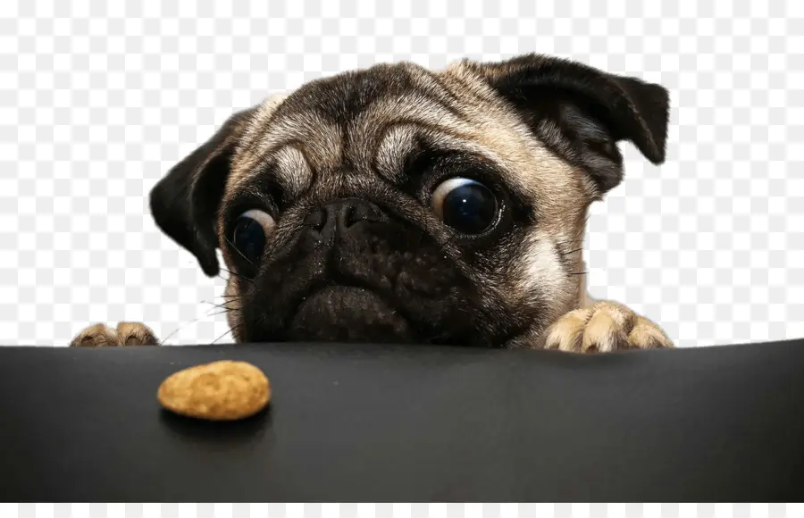 Pug Com Biscoito，Cachorro PNG