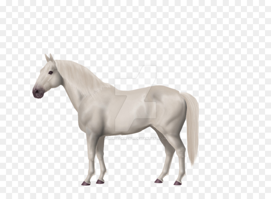 A American Paint Horse，American Warmblood PNG