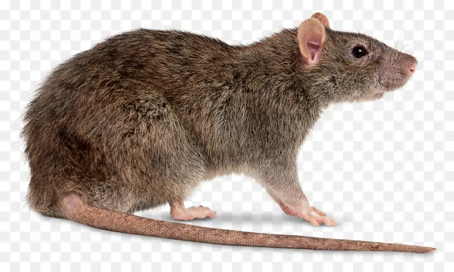 Marrom De Ratos，Preto Rat PNG