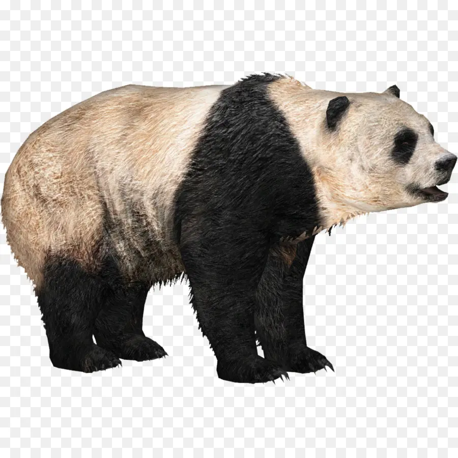 Panda，Urso PNG