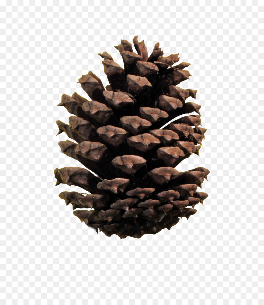 Pinha，Natureza PNG