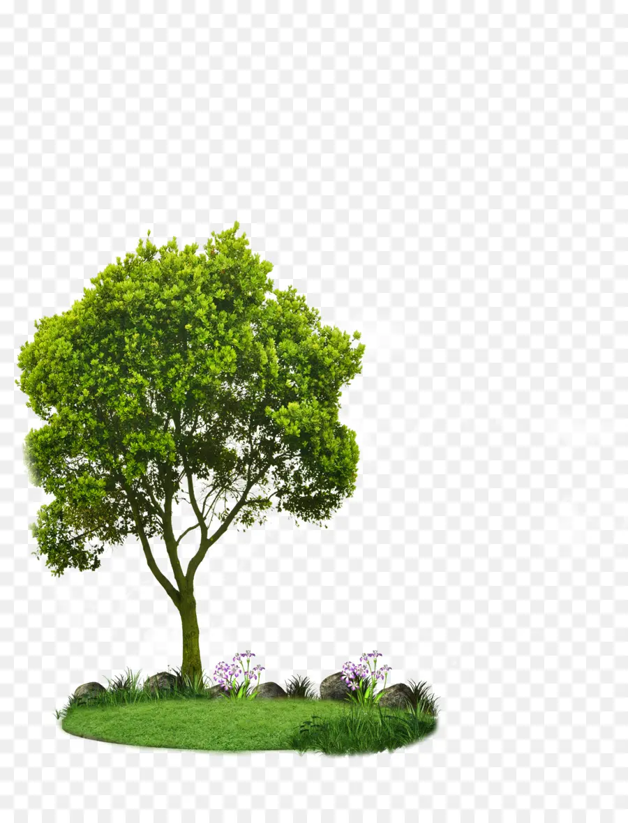A Escolha De árvores De Pequeno Porte，árvore PNG