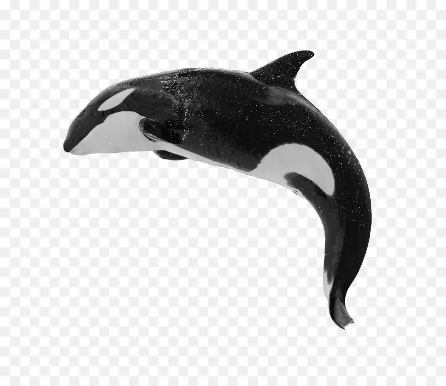 Baleia，Baleia Assassina PNG