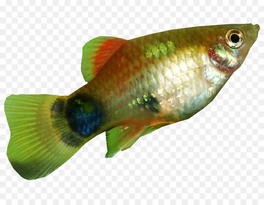 Peixe Colorido，Peixe PNG