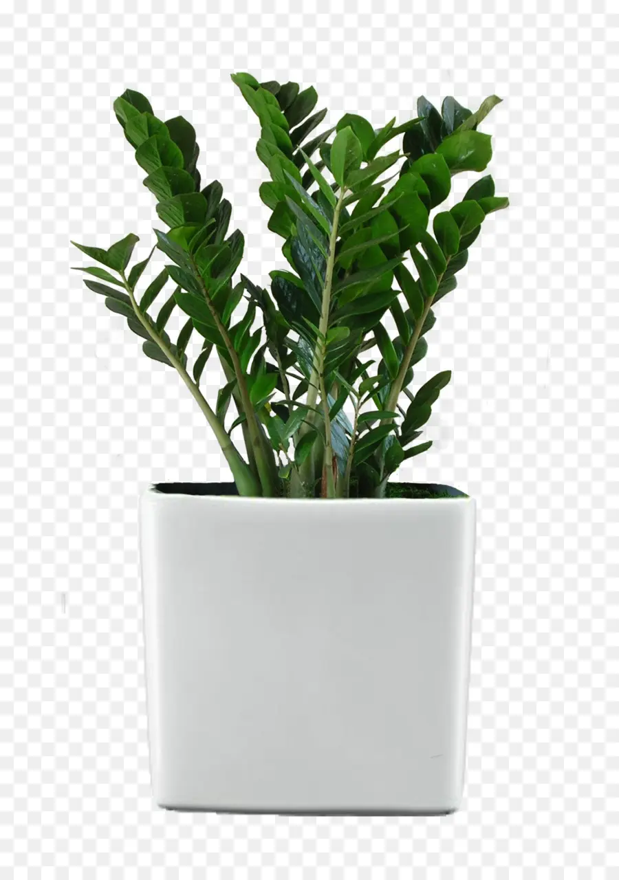 Ficus Higuera Retusa，Planta De Casa PNG