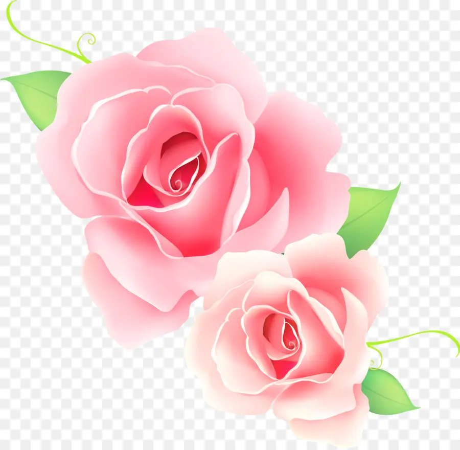 Rosa，Cor De Rosa PNG