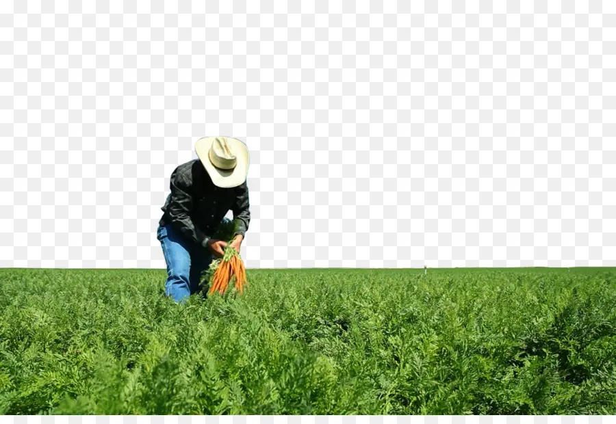 Fazenda，Agricultura PNG