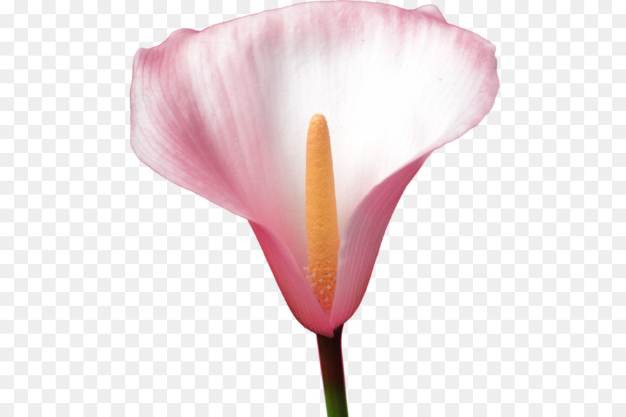 Flor Rosa，Flor PNG