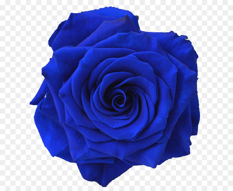 Rosa, Flor, Rosa Azul png transparente grátis