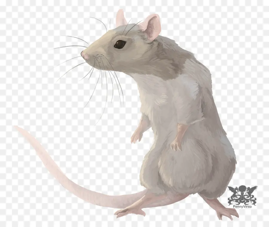 Rato Realista，Roedor PNG