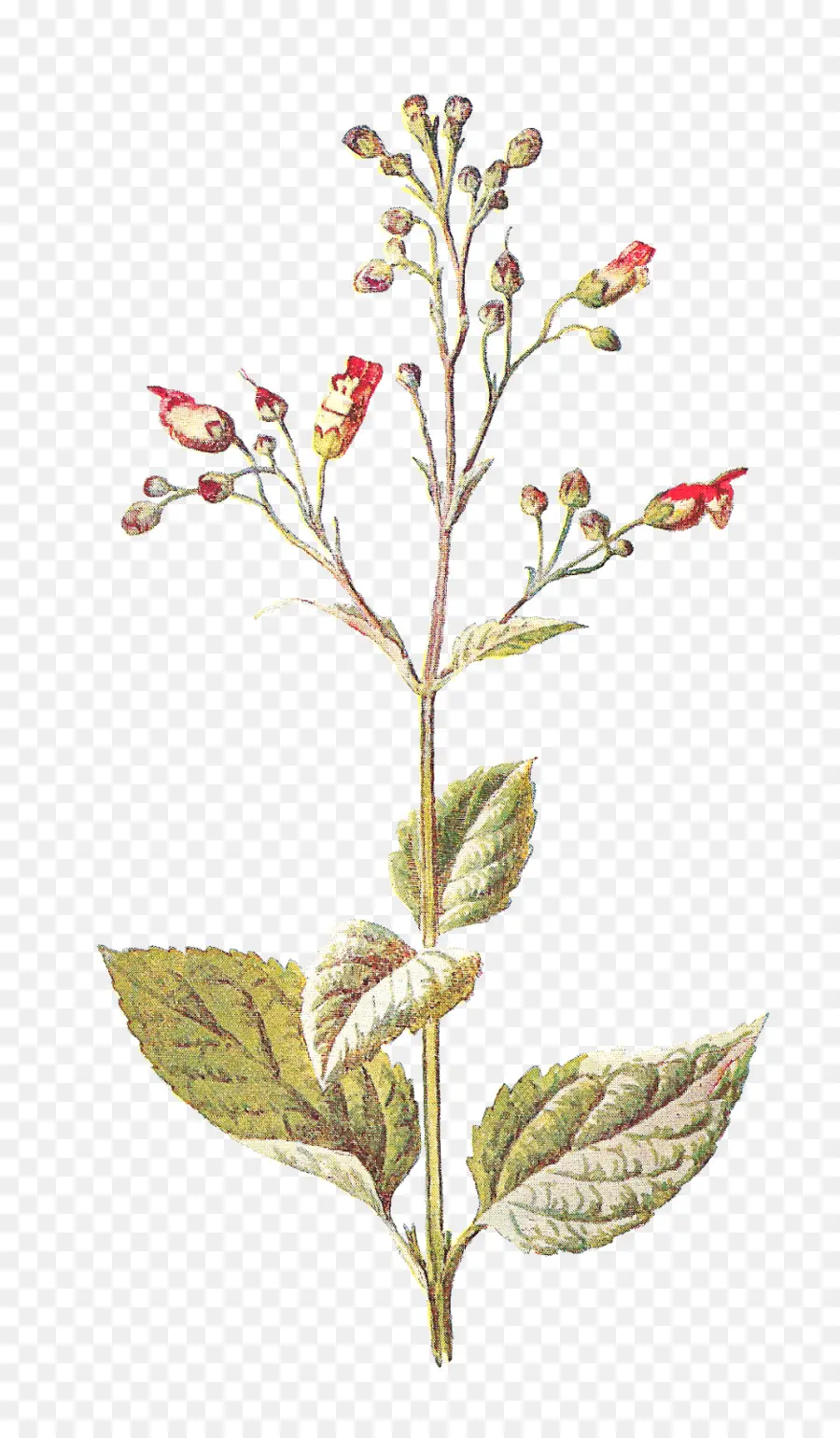 Planta Com Flores，Botânico PNG