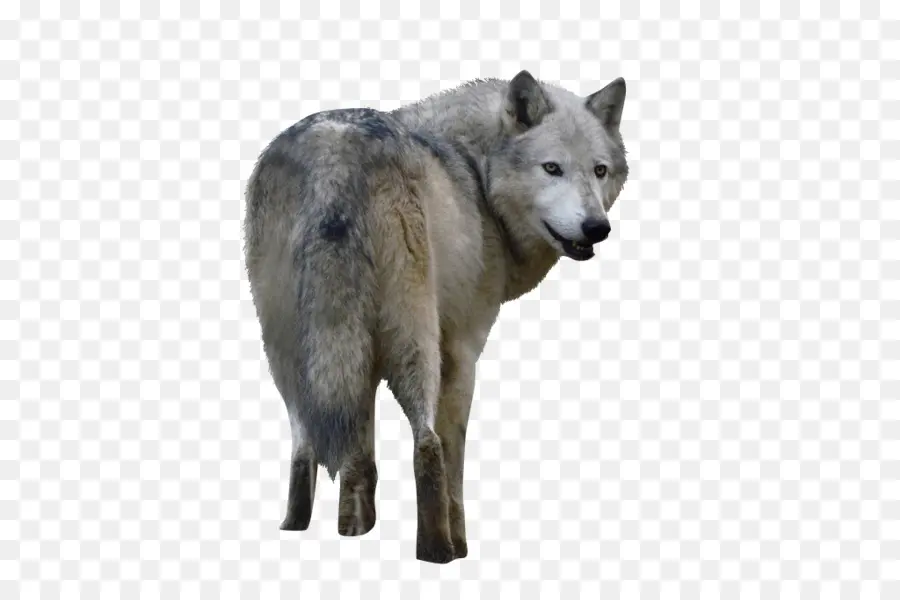 Lobo，Canino PNG