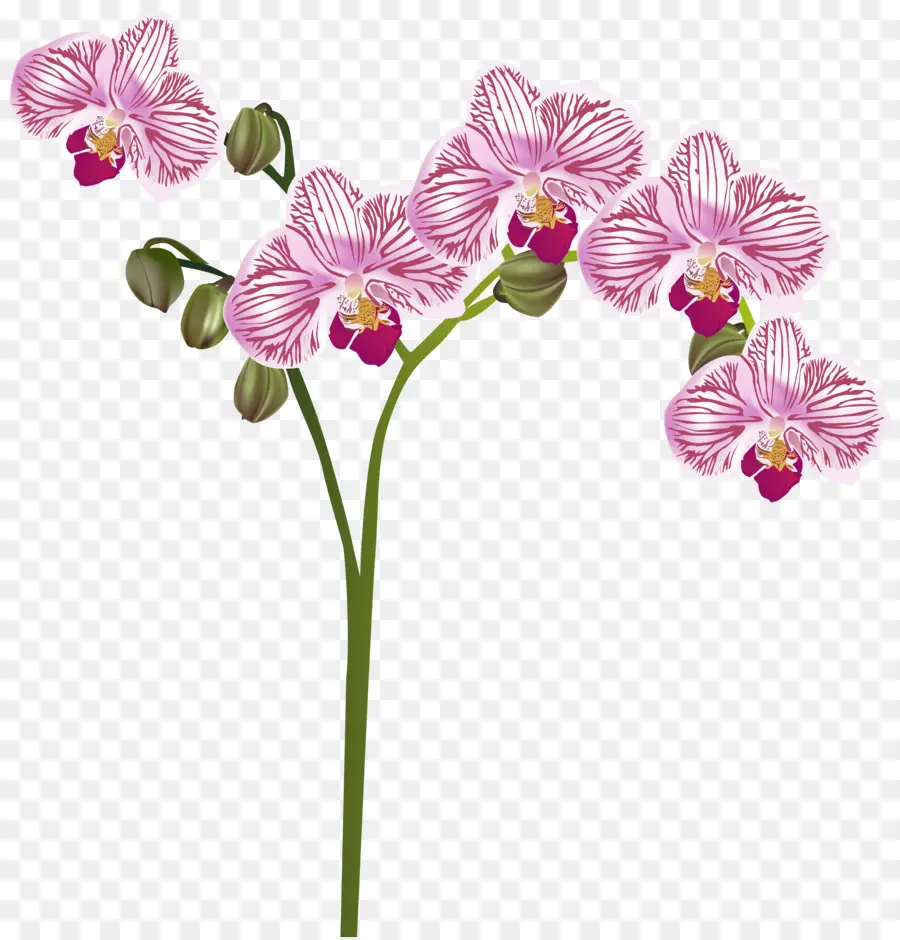 Orquídea Rosa，Florescer PNG