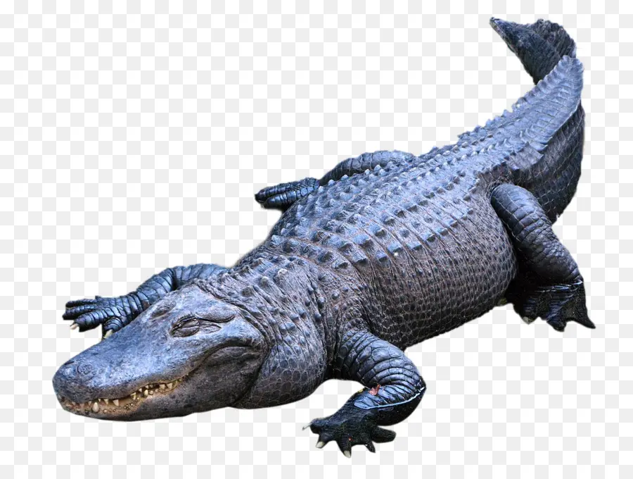 Crocodilo，Réptil PNG