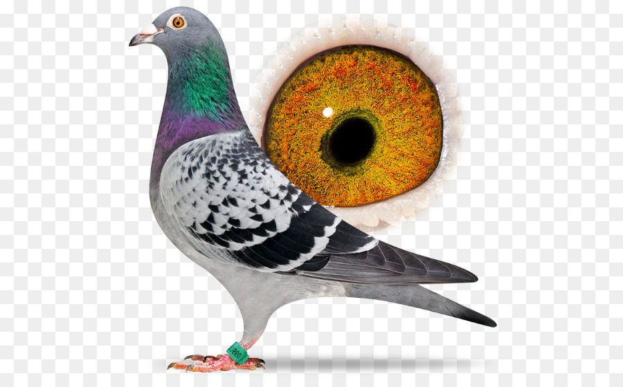 Pombo，Pássaro PNG