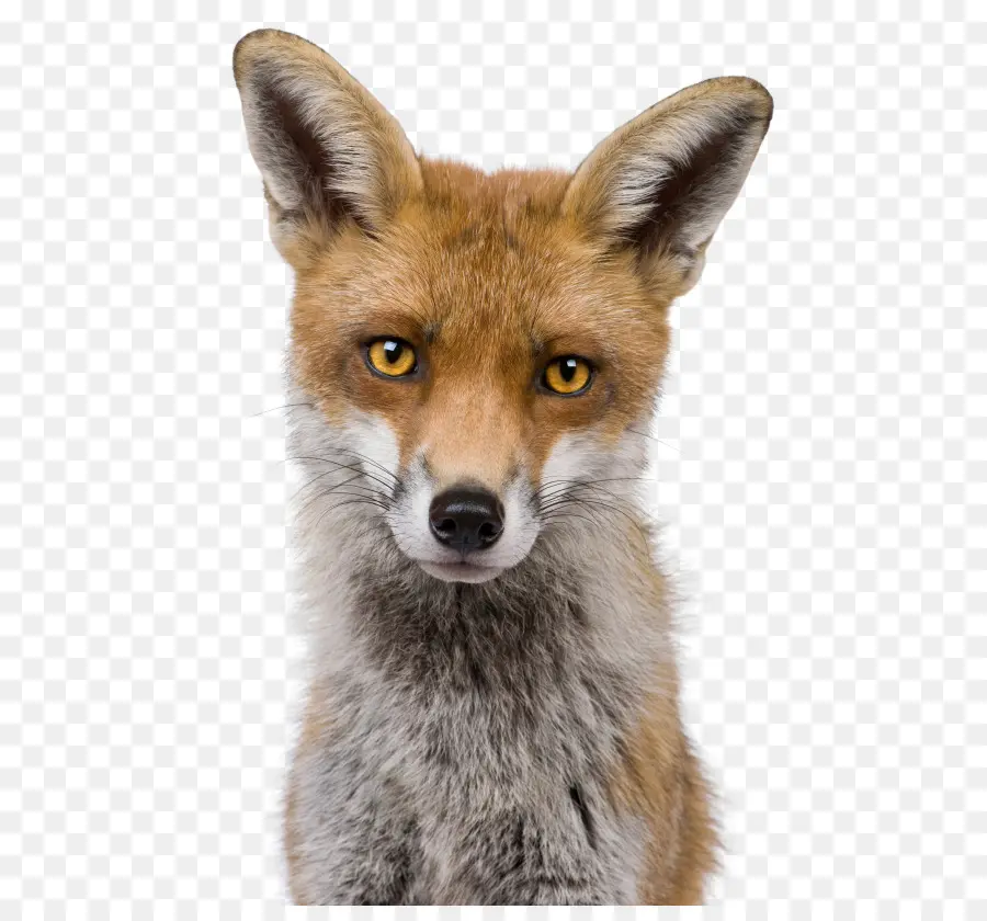 Raposa Vermelha，Kit Fox PNG