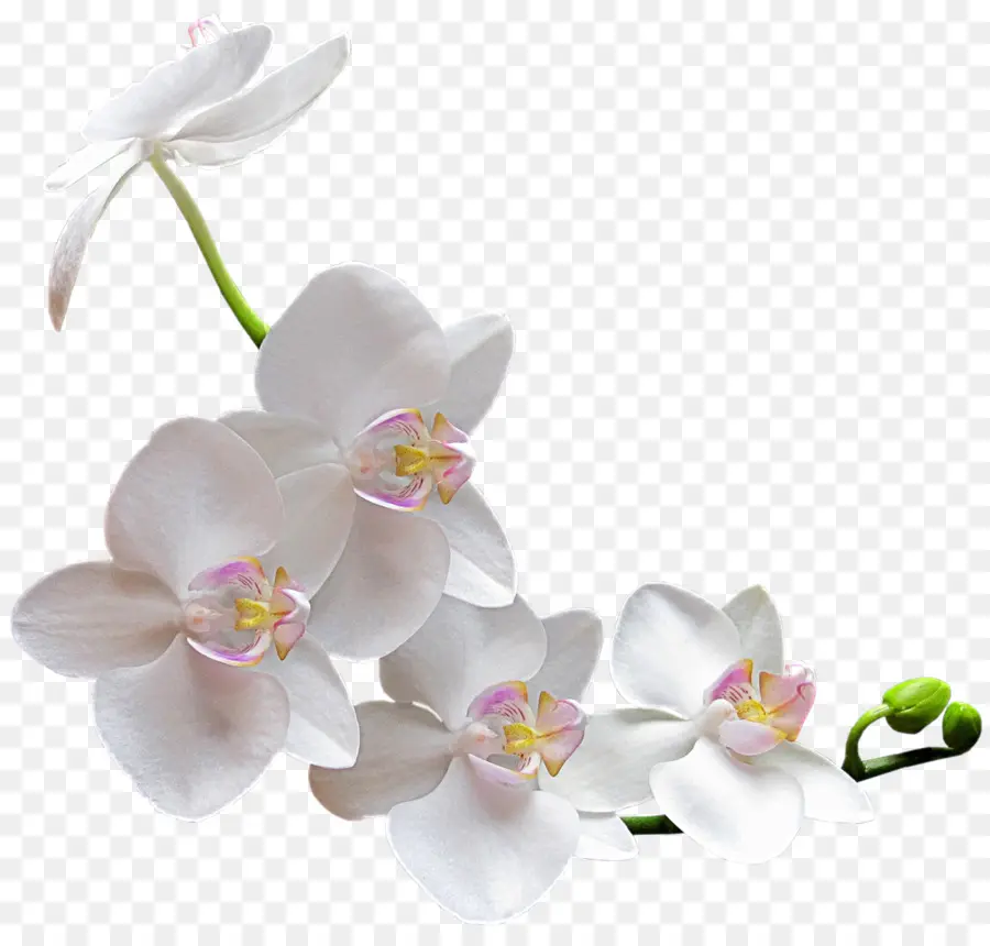 Orquídeas，Flor PNG