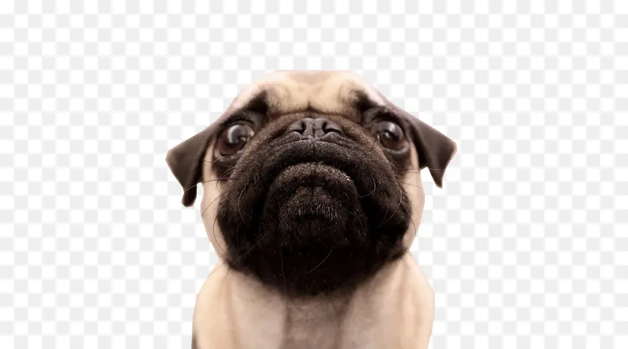 Pug，Cachorro PNG