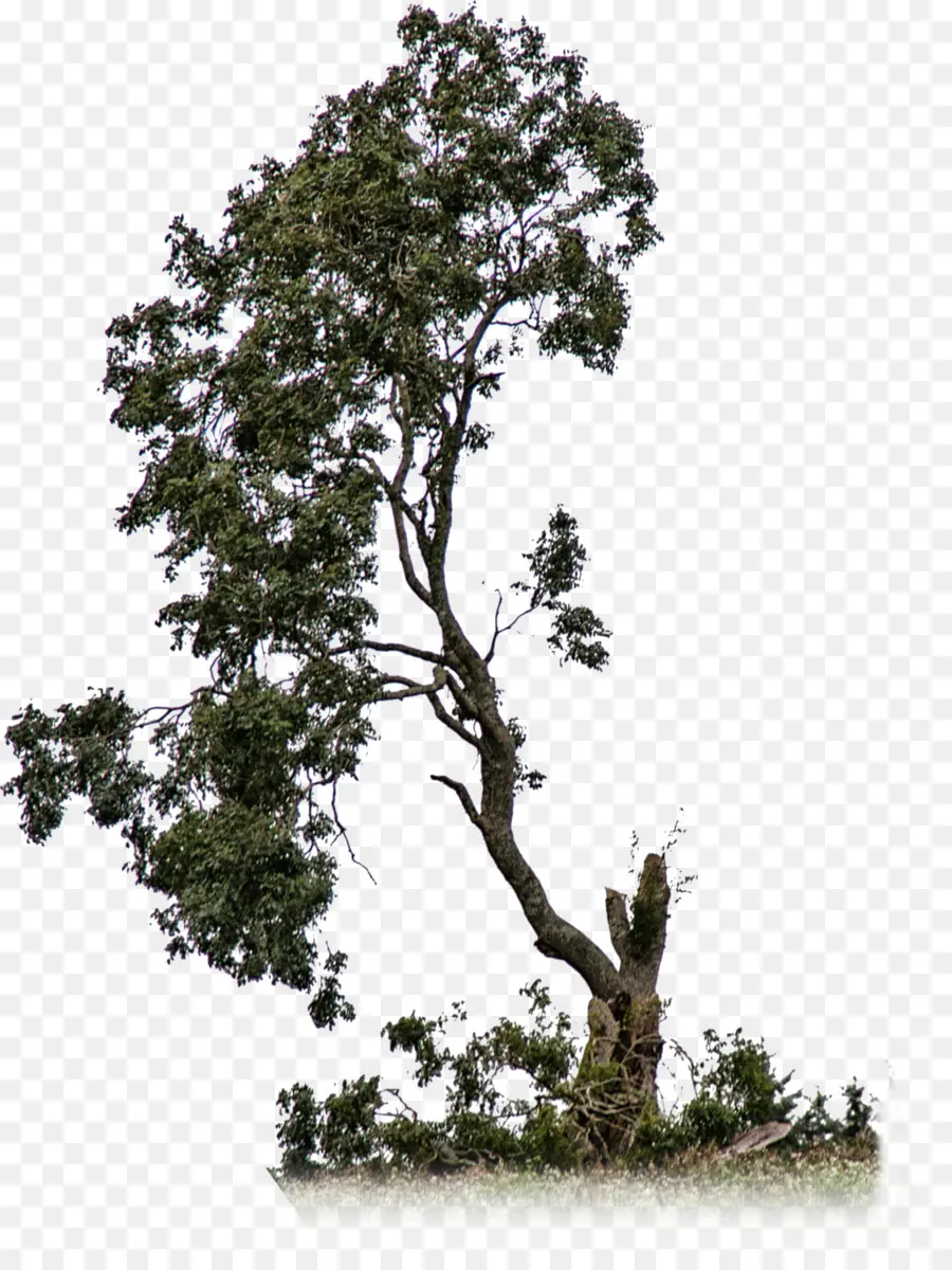árvore，Ramo PNG