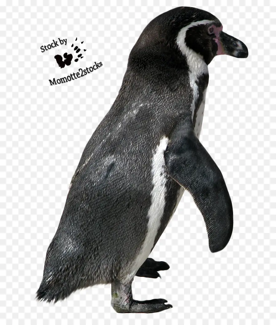 Pinguim，Pássaro PNG