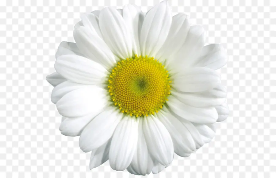 Flor，Margarida PNG