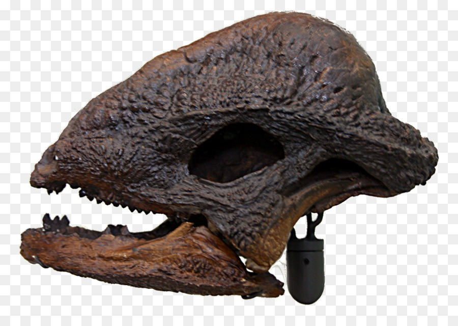 Crânio De Dinossauro，Fóssil PNG