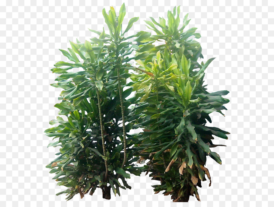 Plantas Verdes，Plantas PNG