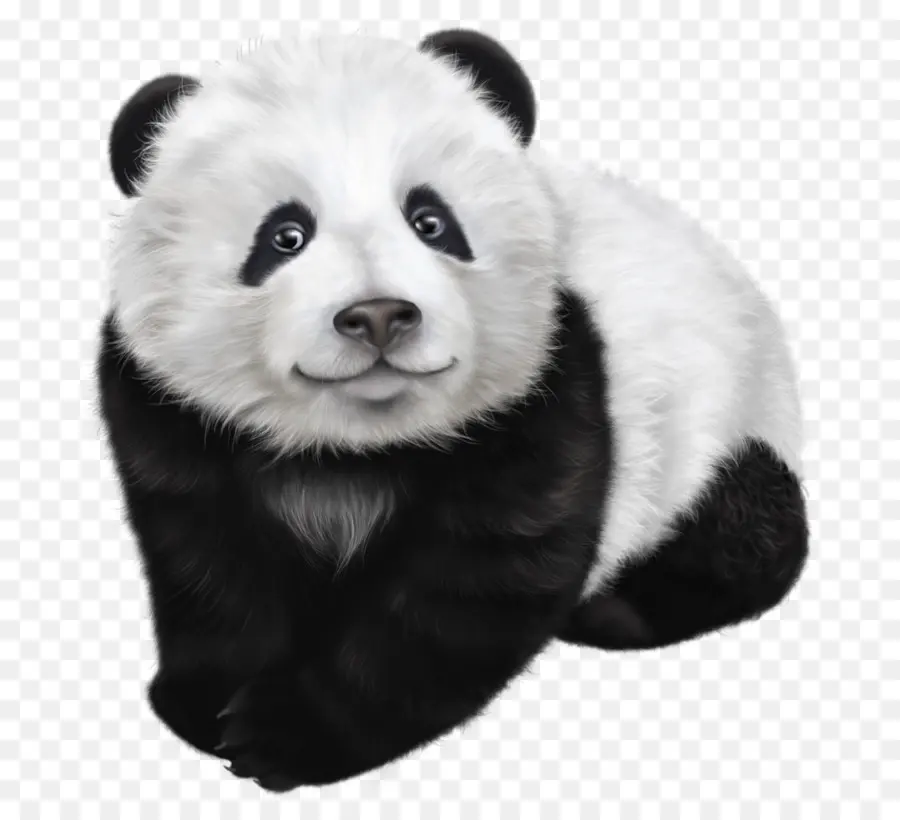 Panda Gigante，Panda Vermelho PNG