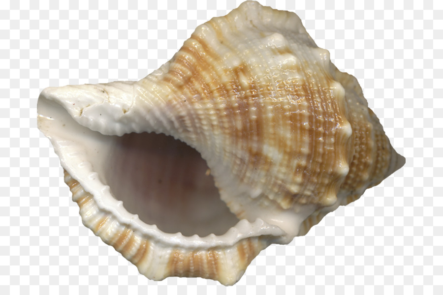 Concha，Oceano PNG