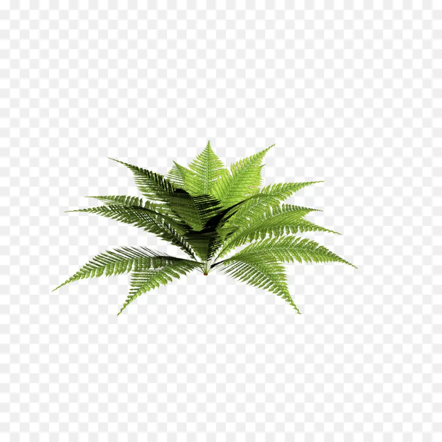 Planta Verde，Folhas PNG