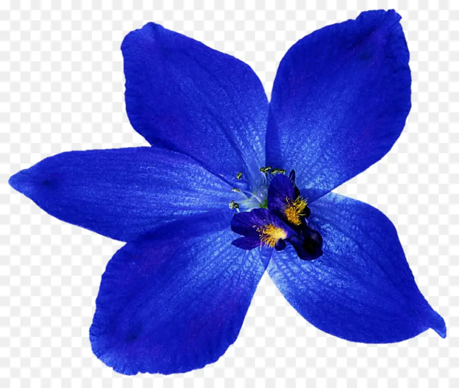 Flor Azul，Pétalas PNG