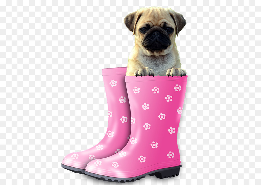 Pug De Botas，Cachorro PNG