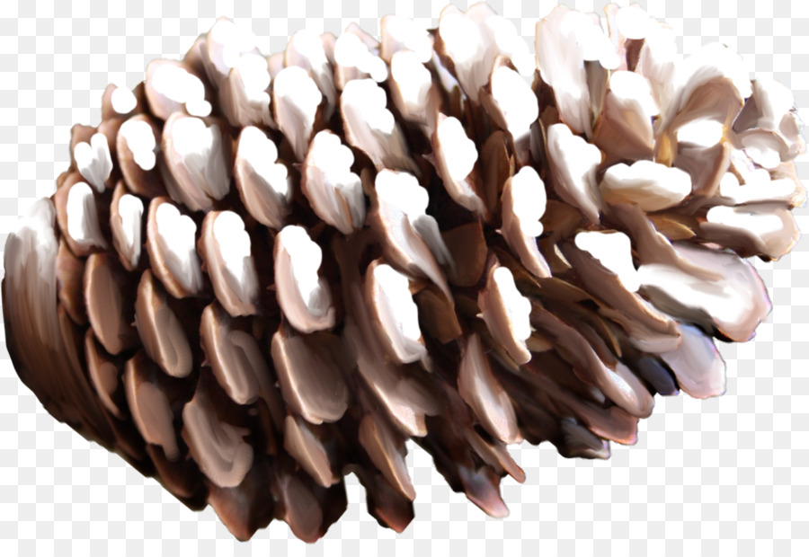 Coníferas Cone，Pine PNG