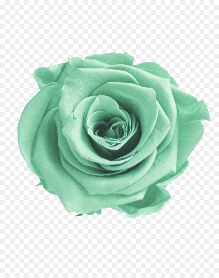 Rosa, Verde, Flor png transparente grátis