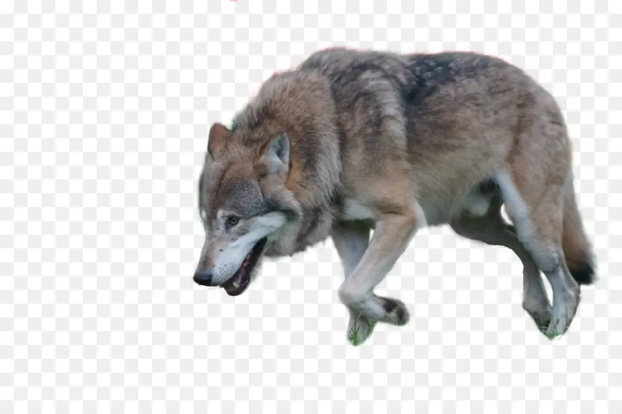 Lobo Sentado，Canino PNG