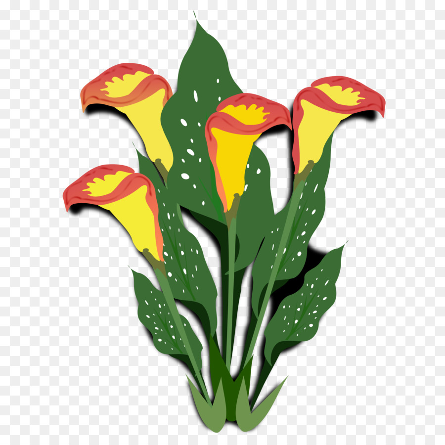 Flor，Arumlily PNG