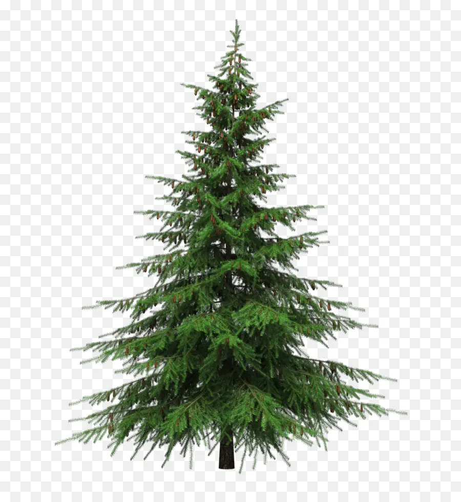 Bálsamo Fir，árvore De Natal PNG