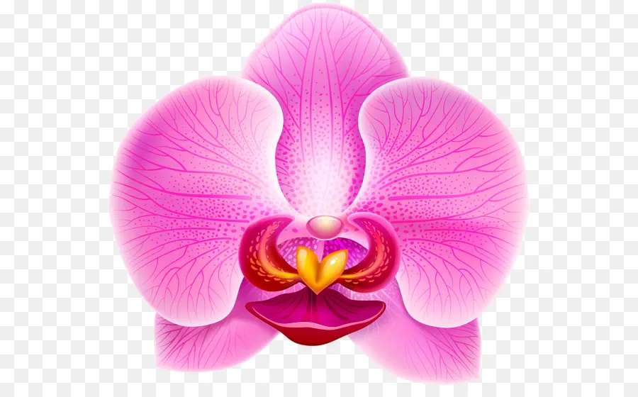 Orquídeas，Violeta PNG