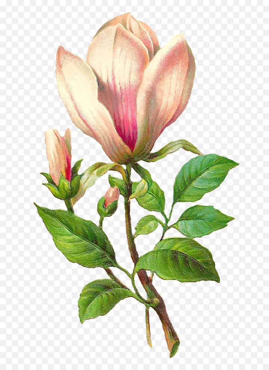 Flor，Botânica PNG