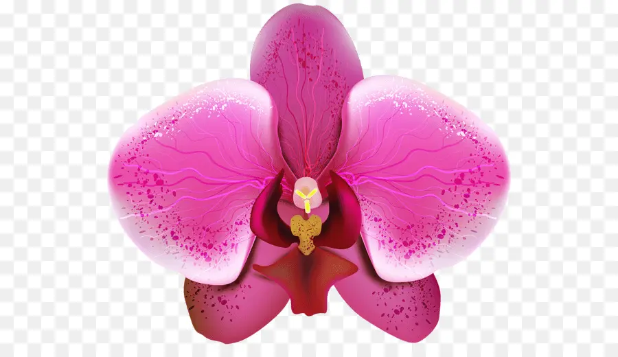 Orquídeas，Papel De Parede Da área De Trabalho PNG