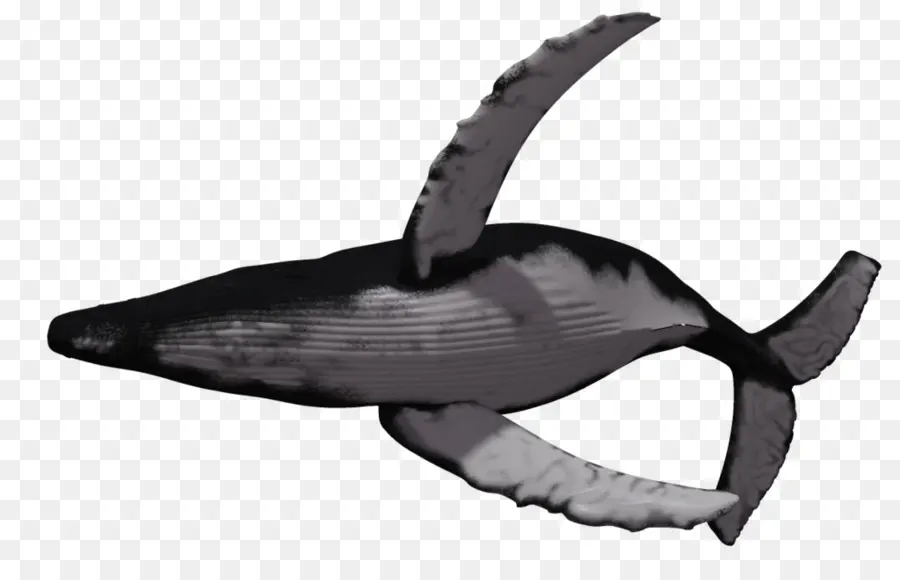Baleia，Baleia Jubarte PNG