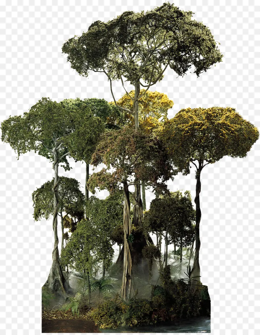 El Yunque National Forest，Floresta Amazônica PNG