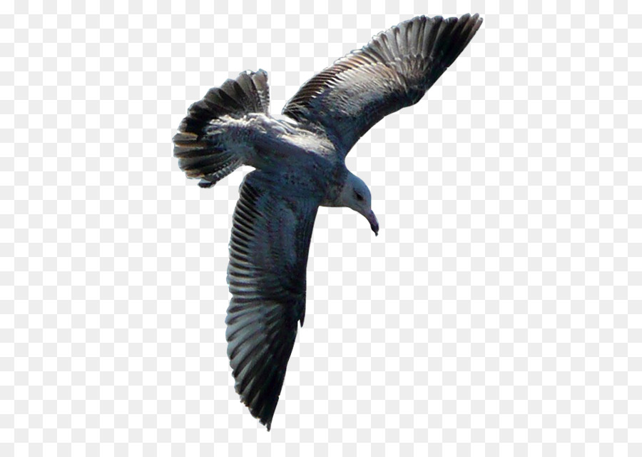 Gaivota Voadora，Asas PNG