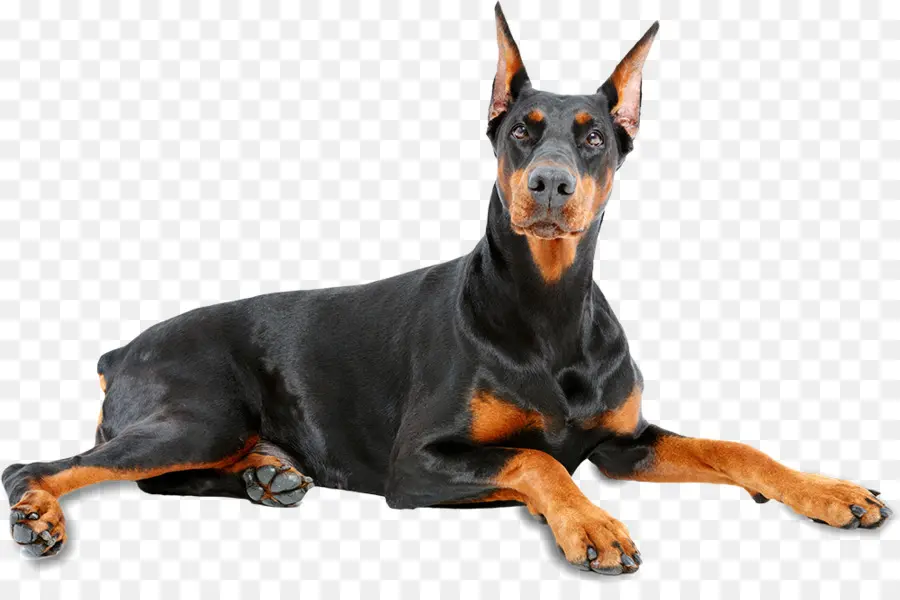 Doberman Preto，Bicho De Estimação PNG