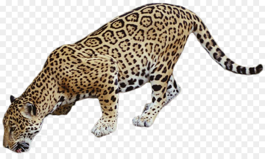 Leopardo，Identificado PNG