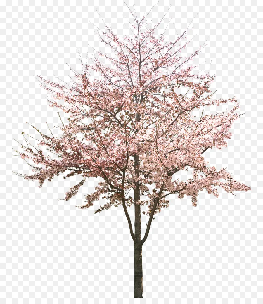 Flor De Cerejeira，árvore PNG