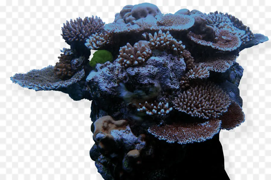 Grande Barreira De Corais，John Pennekamp Coral Reef State Park PNG