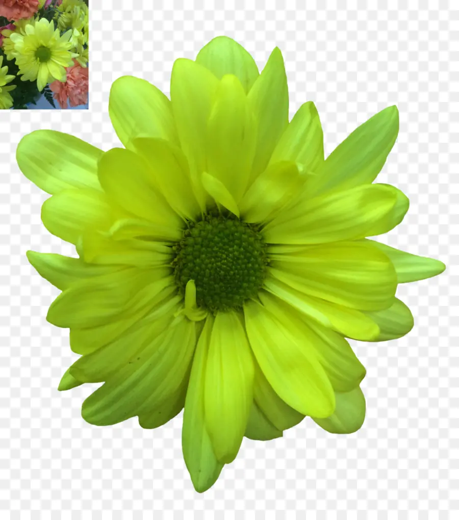 Flor，Comum Daisy PNG