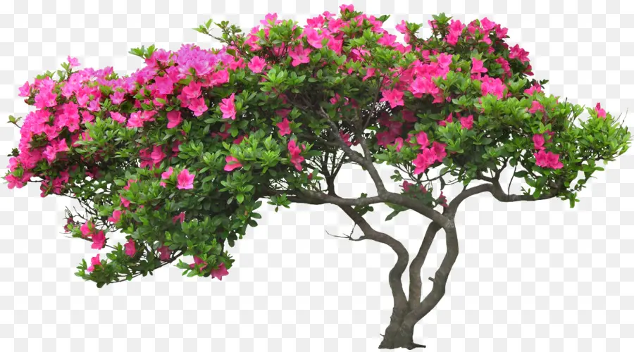 Flor，árvore PNG